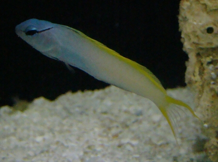  Meiacanthus atrodorsalis (Forktail Blenny, Yellowtail Fangblenny, Eyelash Harp-Tail Blenny)